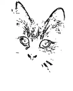 The same cat photo as a coloring page: black outline drawing on white paper