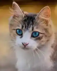Photo of a tabby cat with blue eyes looking at the camera