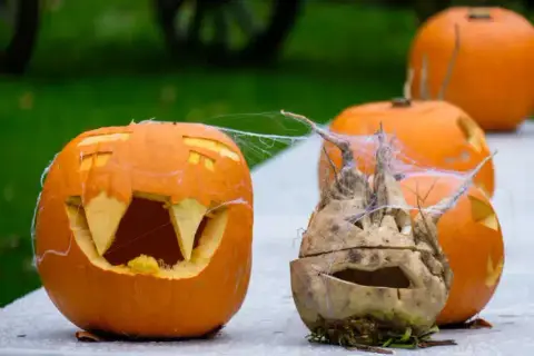 Carved jack-o'-lanterns glowing in soft daylight, spider webs draped across them.