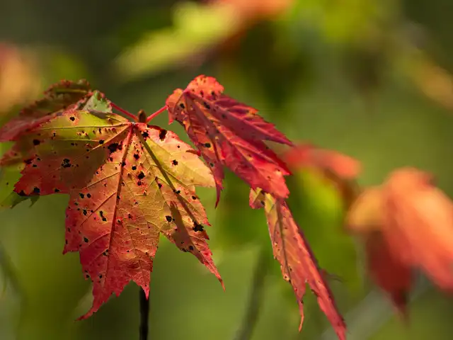 Maple leaves turning from green to red in autumn sunlight